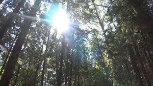 Лесной клип #music