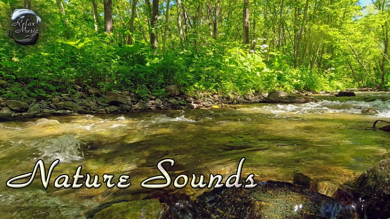 Релаксация звуки леса. Звуки природы видео. Медитация звуки воды и пение птиц. Звуки природы Бьянка.