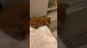Тихо во круг только не спит «барсук»🌞🐈
