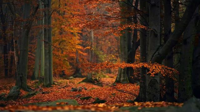 PERSIAN FLUTE MUSIC FOR MEDITATION AND SLEEP смотреть онлайн