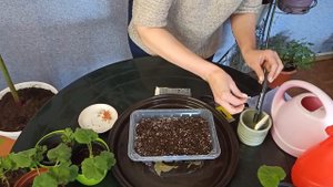 Как посеять пеларгонию. Тонкости выращивания пеларгонии из семян