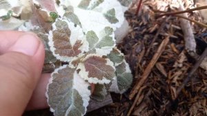 PESONA EPISCIA PART 4 || EPISCIA AS SNOW WHITE || EPISCIA VARIGATA #tanamangantung #plants