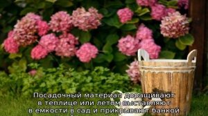 Гортензия Пастель Грин — описание сорта, посадка и уход