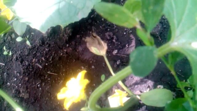 Китайские огурцы краткий обзор смотреть онлайн