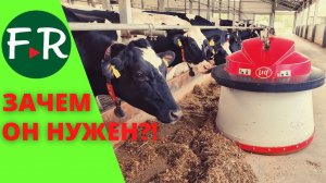 500+ грамм молока с каждой коровы! Робот автоматический пододвигатель кормов Lely Juno.