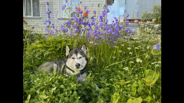Хаски Кира. Спасаемся от жары