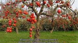Яблоня Красная горка