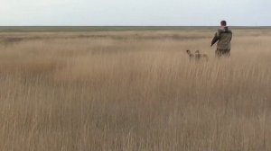 Охота в Калмыкии. Приютное.