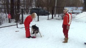 Ева (восточно-европейская овчарка)  Занятия по ЗКС