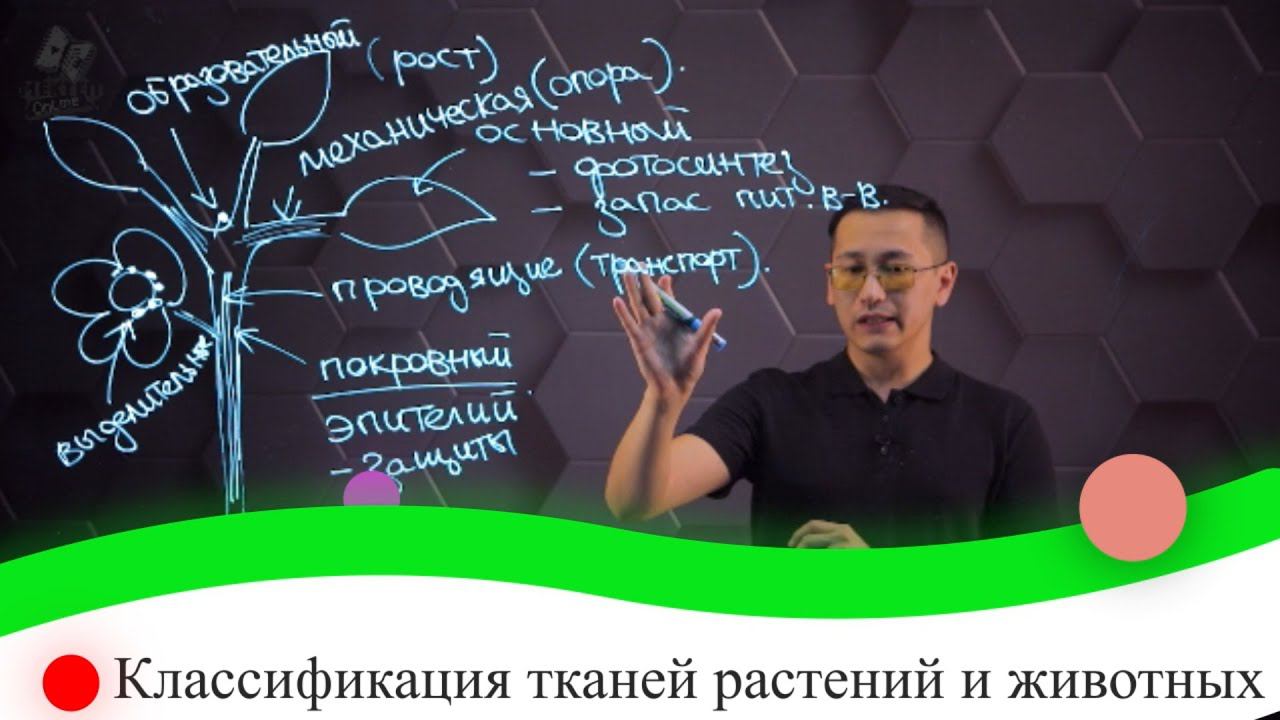 Классификация тканей растений и животных. 8 класс.