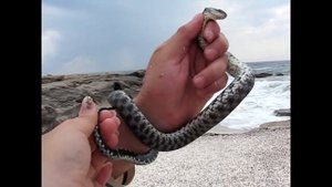 Змея в руке, пойманная змея на Каспийском море