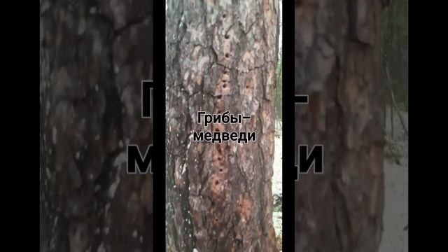 ГРИБЫ- МЕДВЕДИ