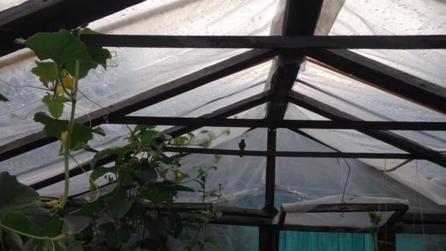 Дачный влог. Повесили фотосетку, сходили в лес. смотреть онлайн