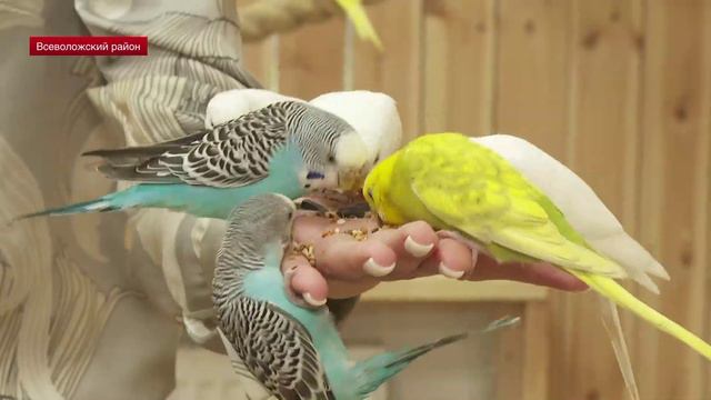 В Кудрово открылся первый в России контактный зоопарк с попугаями