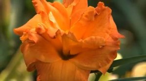 Watts Daylilies