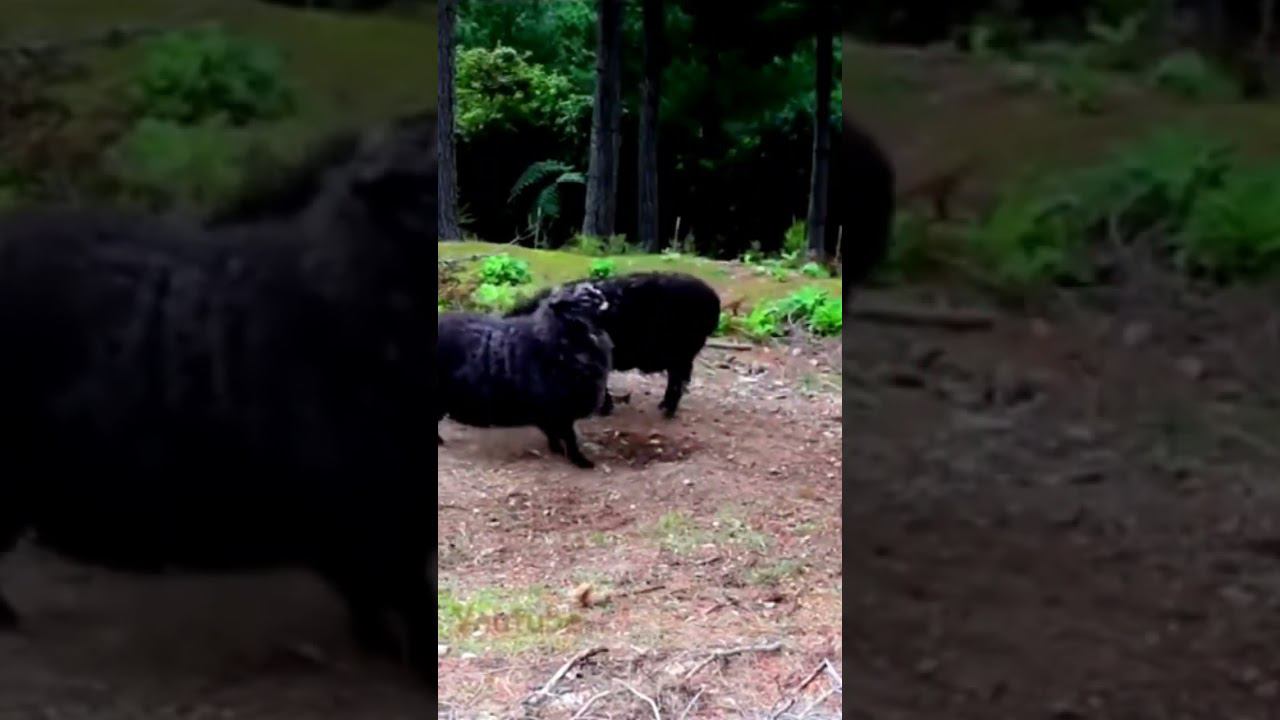 Тренировки перед боем смотреть онлайн
