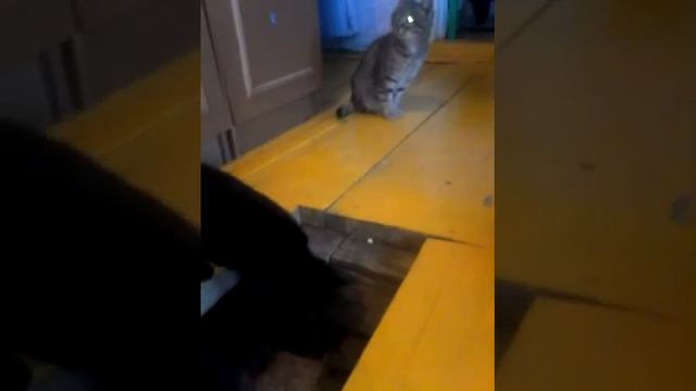 Коты в недоумении-Males are at a loss смотреть онлайн