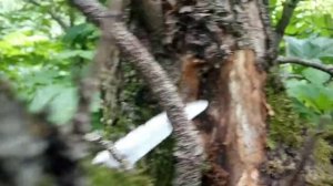 Гниет кора на яблоне что делать.Муравьи на яблоне что делать.Муравьи как избавиться народный метод