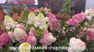 Гортензия Самарская Лидия(Rensum-Framboisine) среди других гортензий. Хит 2022-2023 года.