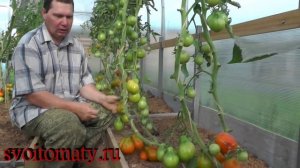 Оранжевый трюфель