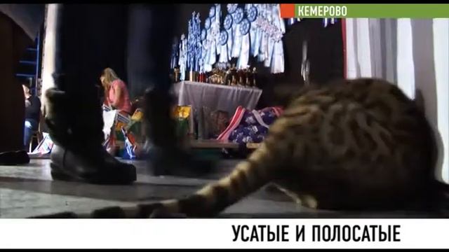 В Кузбассе прошла международная выставка котов смотреть онлайн