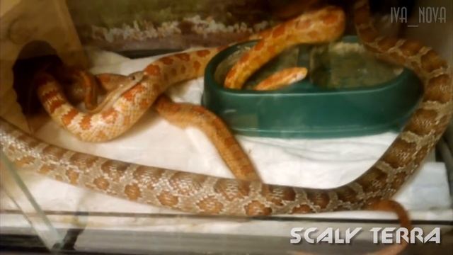 Змеиная КАМАСУТРА - ПОЗА "МАИСОВЫЕ ПОЛОЗЫ" смотреть онлайн