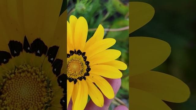 Газания - Биг Кисс Еллоу (Big Kiss Yellow).?
