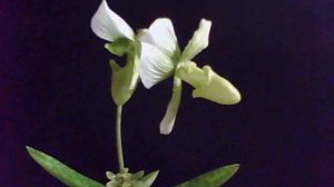 paphiopedilum 2