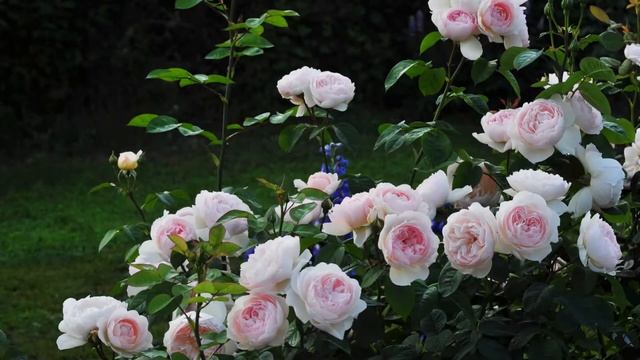 Rose Gentle Hermione English Rose, David Austin смотреть онлайн