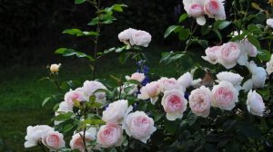 Rose Gentle Hermione English Rose, David Austin