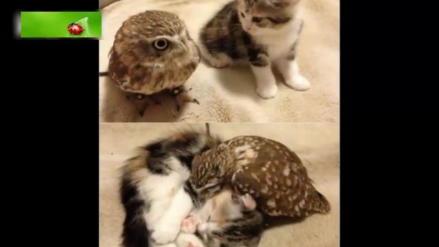 Замечательные фото.Для хорошего настроения и улыбки на целый день смотреть онлайн