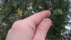 Можжевельник обыкновенный