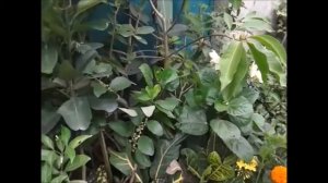 PLANT NURSERY AT KOLKATA SODPUR 2016