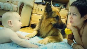 Немецкая овчарка и младенец