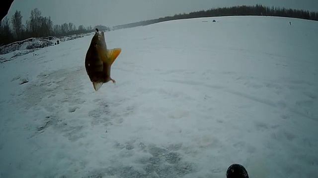 Первая рыбалка в начале зимы 2022-23 окуня половил :-) #nik_72 смотреть онлайн