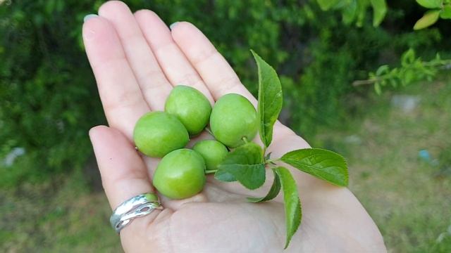 Зелёные сливы смотреть онлайн