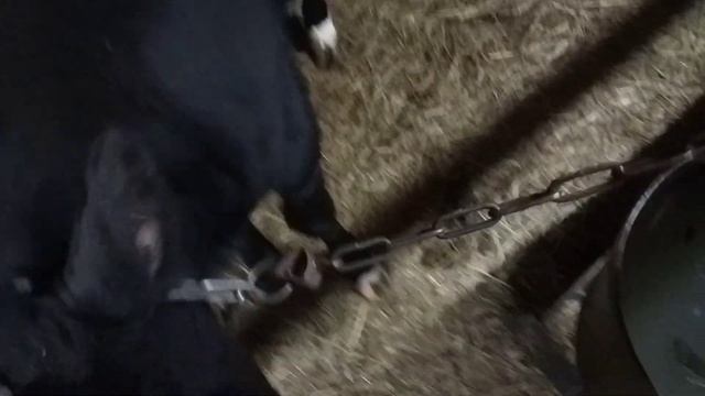 Что делать в деревне зимой? 24.01.23 смотреть онлайн