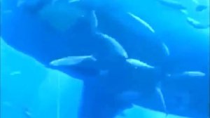 ВЛАД А4 парвала Мега АКУЛА в Дубаях