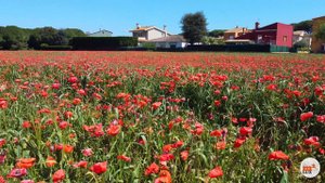 Поле цветущих маков в Монт-Рас, Жирона, Испания. 14 апреля 2024.