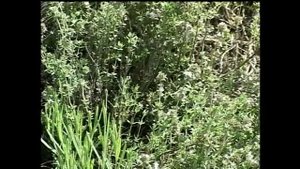 Валерий Панов: Когда сеять кормовые и пастбищные травы?