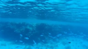 Рыбы Красного моря. Шарм Эль Шейх