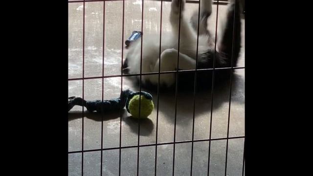 Wilsong Border Collies - Sweet Rosa смотреть онлайн