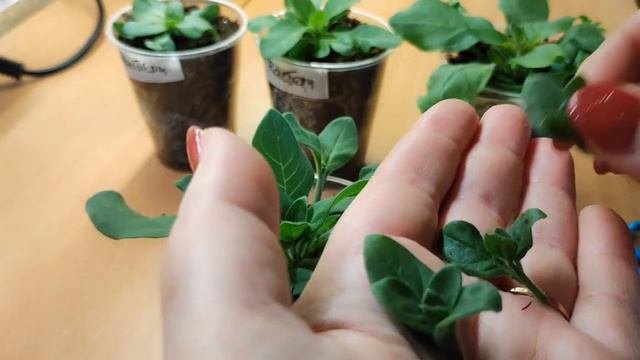 Как формировать петунию для пышного цветения.Посмотрев раз ,научитесь навсегда,и черенкую сразу.
