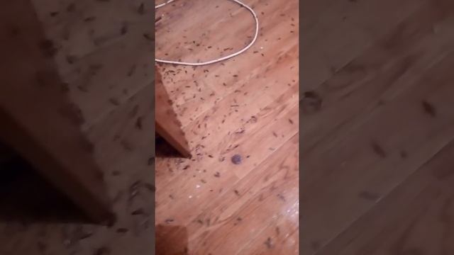 Уничтожение тараканов. После двойной обработки: помпа плюс холодный туман,прошло 3 минуты. смотреть онлайн