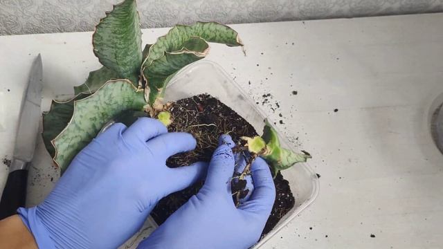 Размножение Сансевиерии. Отделение деток, деление куста. Неприхтливое растение. Суккуленты. смотреть онлайн