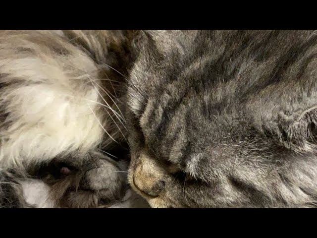 После вечернего рейда к котикам ❤️Прямой эфир