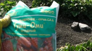 ПОДКОРМКА  КЛУБНИКИ ВО ВРЕМЯ  ЦВЕТЕНИЯ И ОБРАЗОВАНИЯ  ЗАВЯЗИ