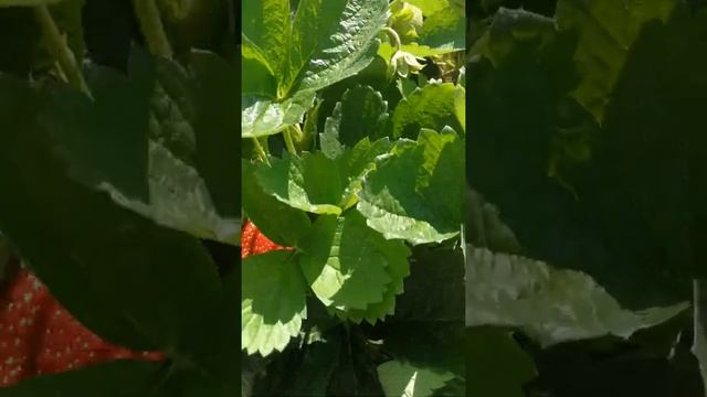 Споры, что лучше, грядка бугор для клубники под плёнкой, или всё же обычная мульча!? смотреть онлайн