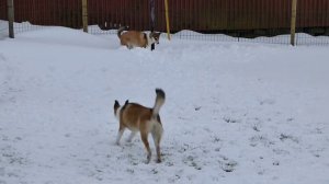 Bouncing Norwegian Lundehund / Puffin Dog