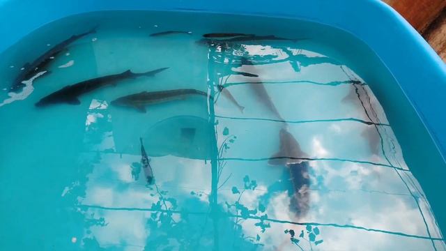 Разведение форели и осетра в домашних условиях. смотреть онлайн